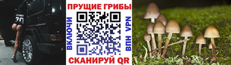 сколько стоит  Липки  Псилоцибиновые грибы Cubensis 